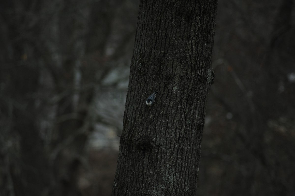 White-breasted Nuthatch - ML646810286
