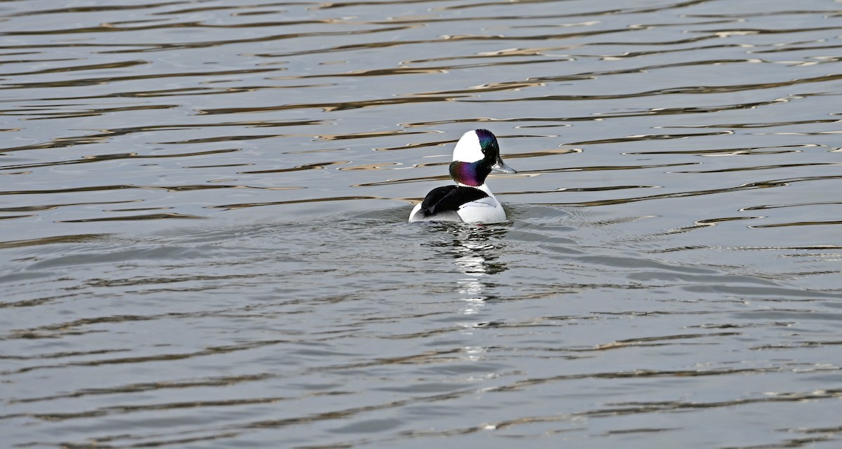 Bufflehead - ML646810288
