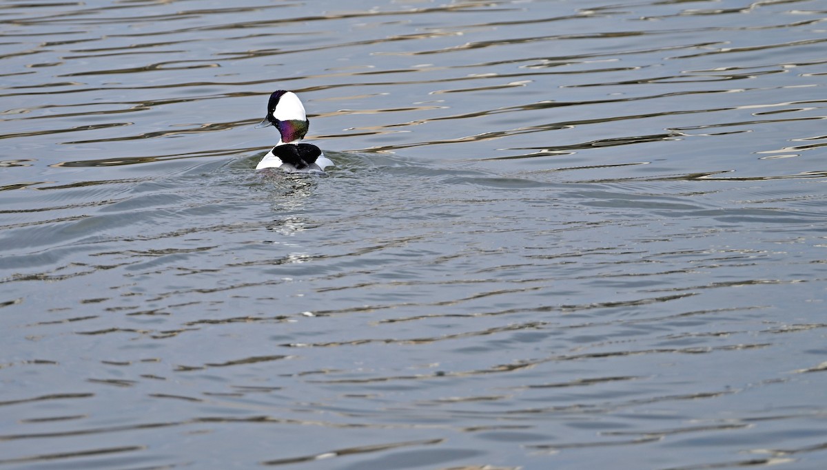 Bufflehead - ML646810289