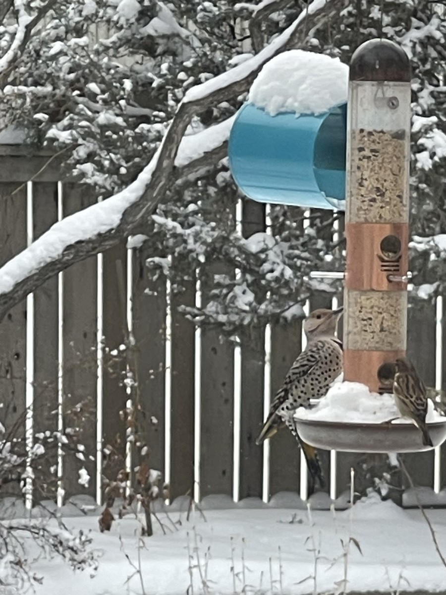 Northern Flicker - ML646810290