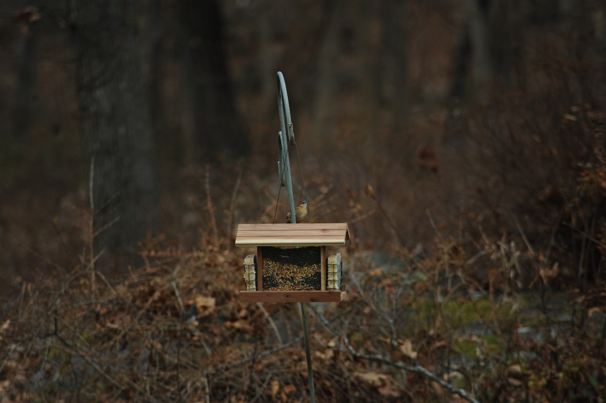 Carolina Wren - ML646810292