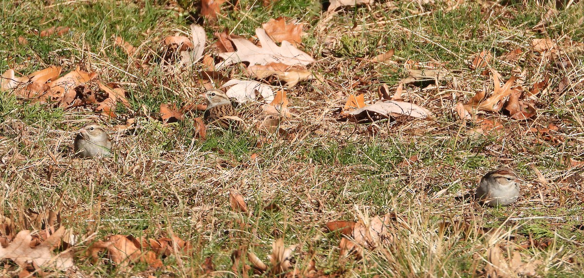 Карнатка білоброва - ML646810294