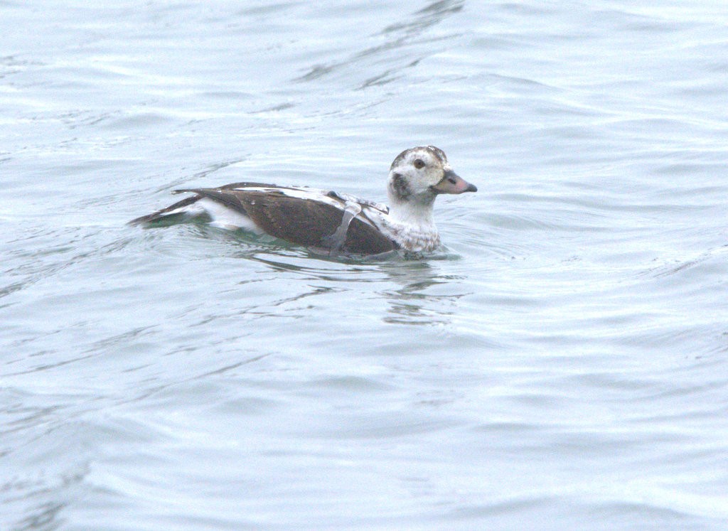 Long-tailed Duck - ML646810296