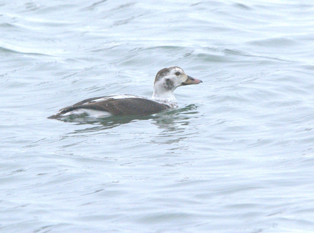 Long-tailed Duck - ML646810297