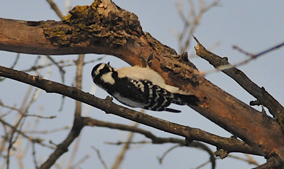 Пушистый дятел - ML646810298