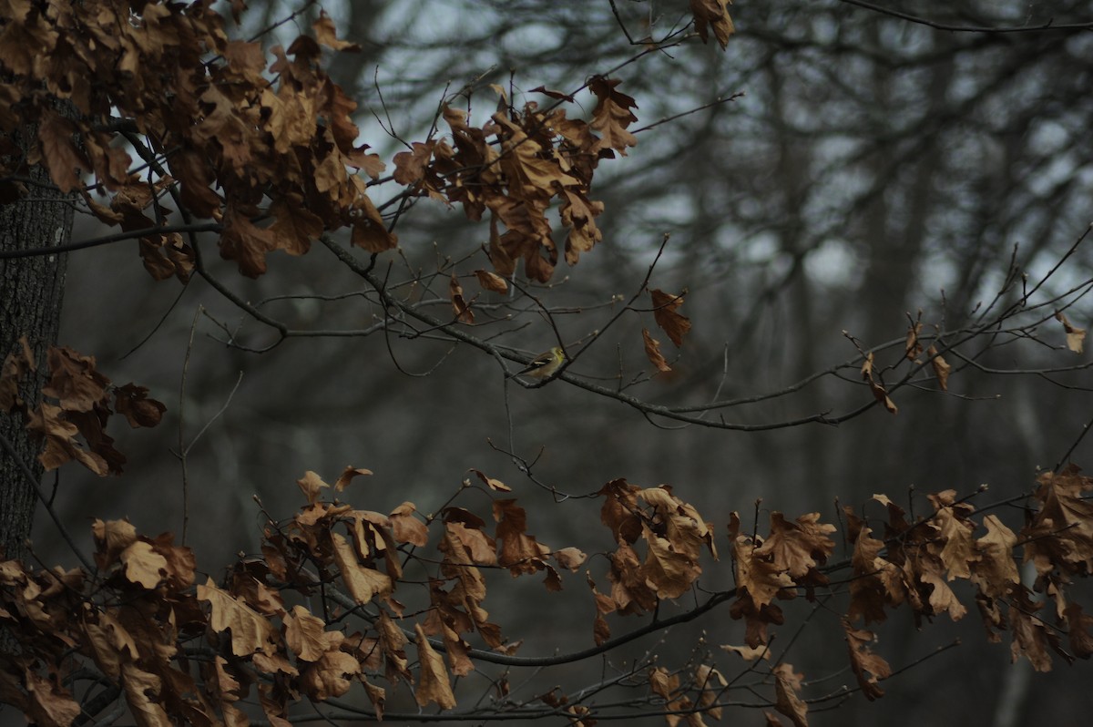 American Goldfinch - ML646810305