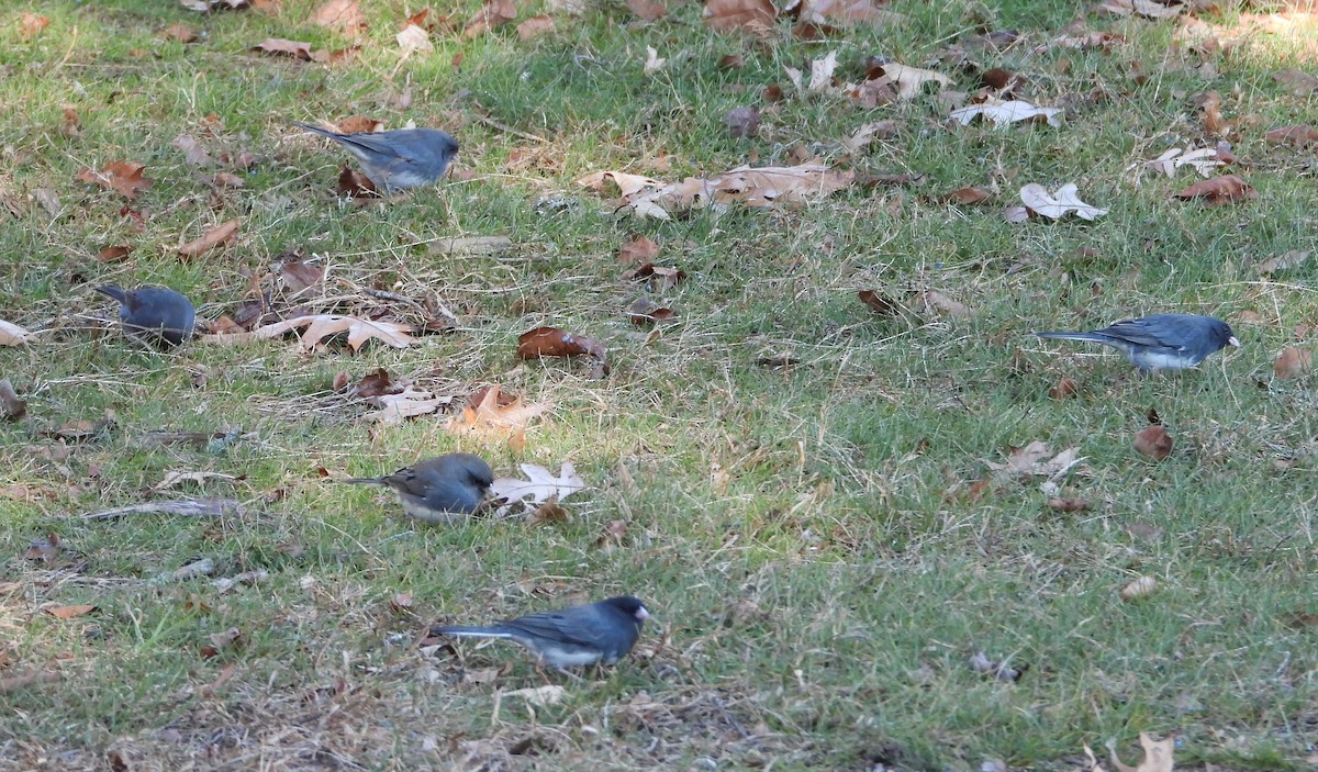 Юнко сірий - ML646810307