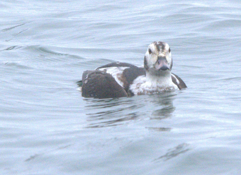 Long-tailed Duck - ML646810309