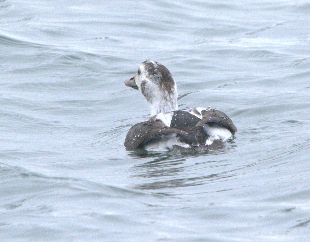 Long-tailed Duck - ML646810310