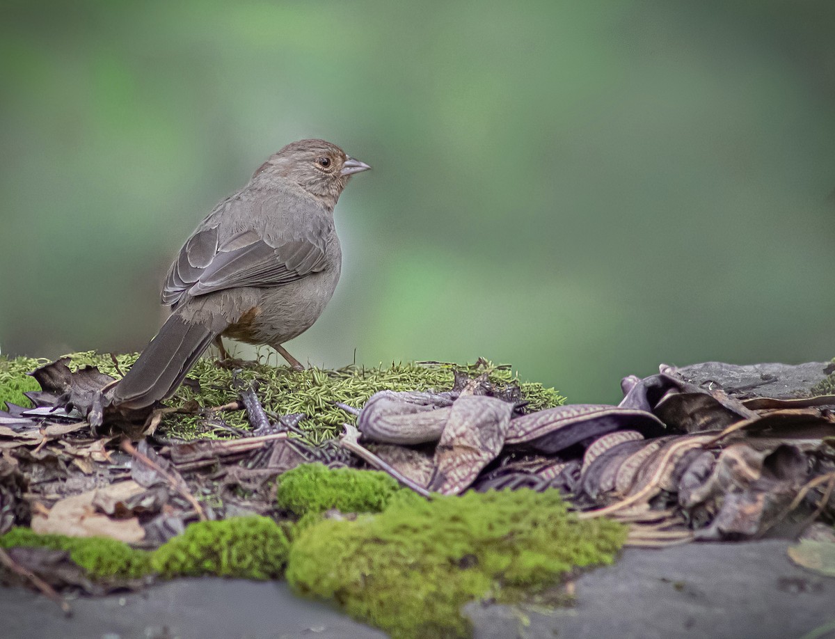 California Towhee - ML646810311
