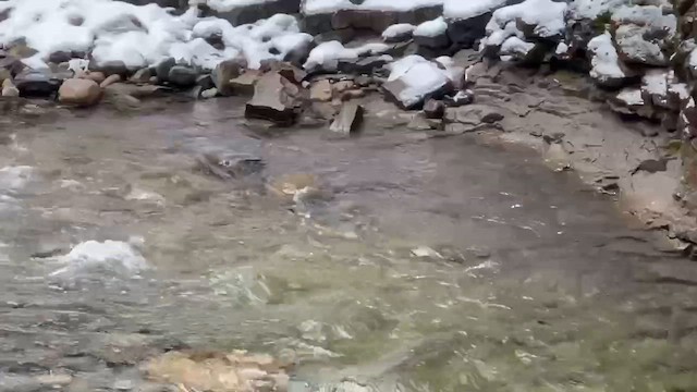 gråfossekall - ML646810312