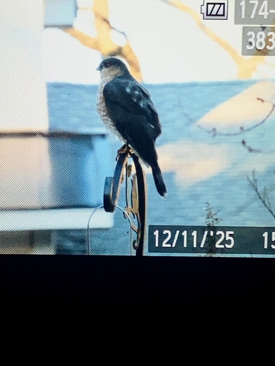 Sharp-shinned Hawk - ML646810313