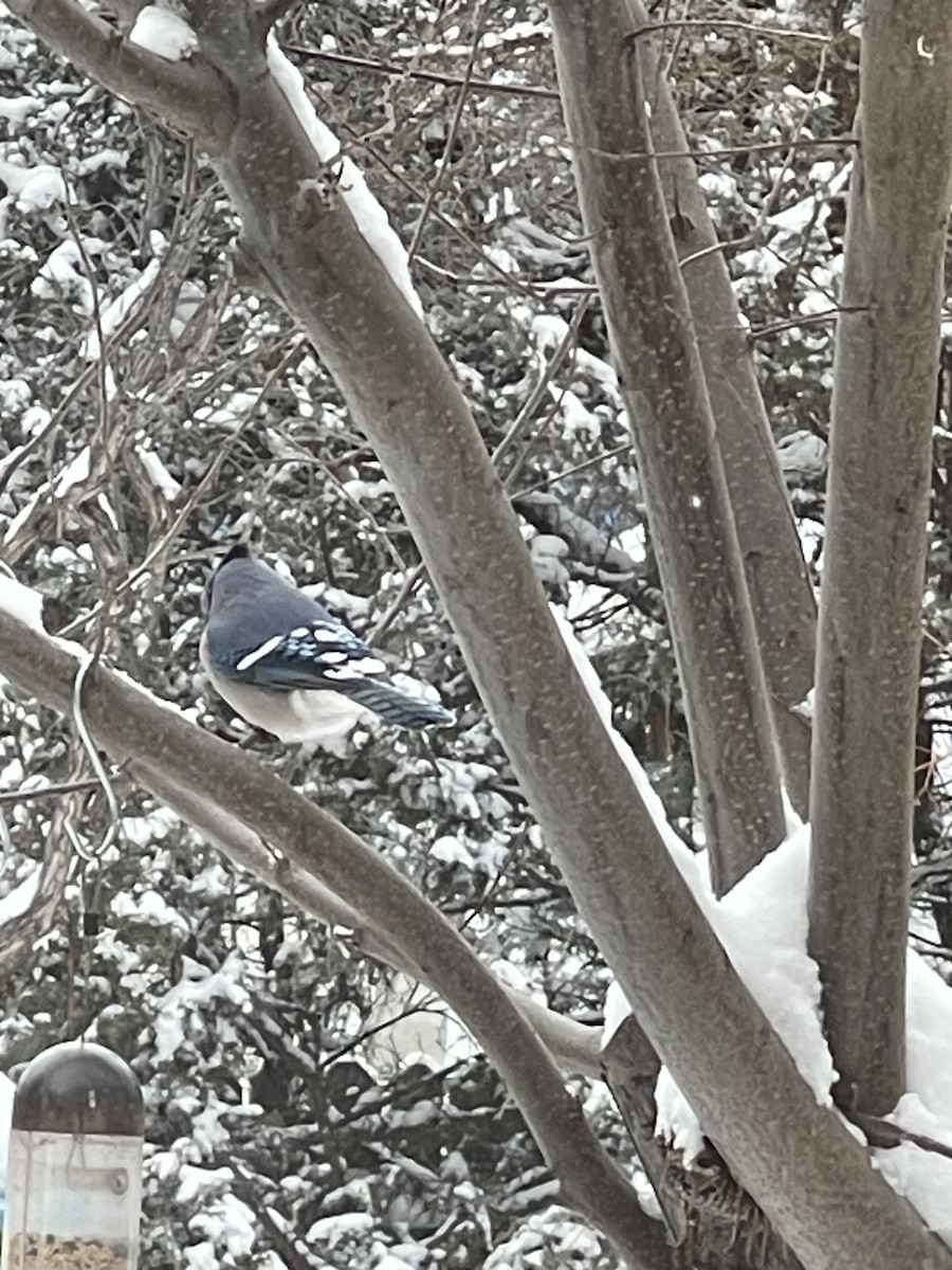 sojka chocholatá - ML646810322