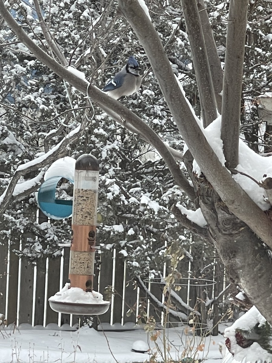 sojka chocholatá - ML646810323