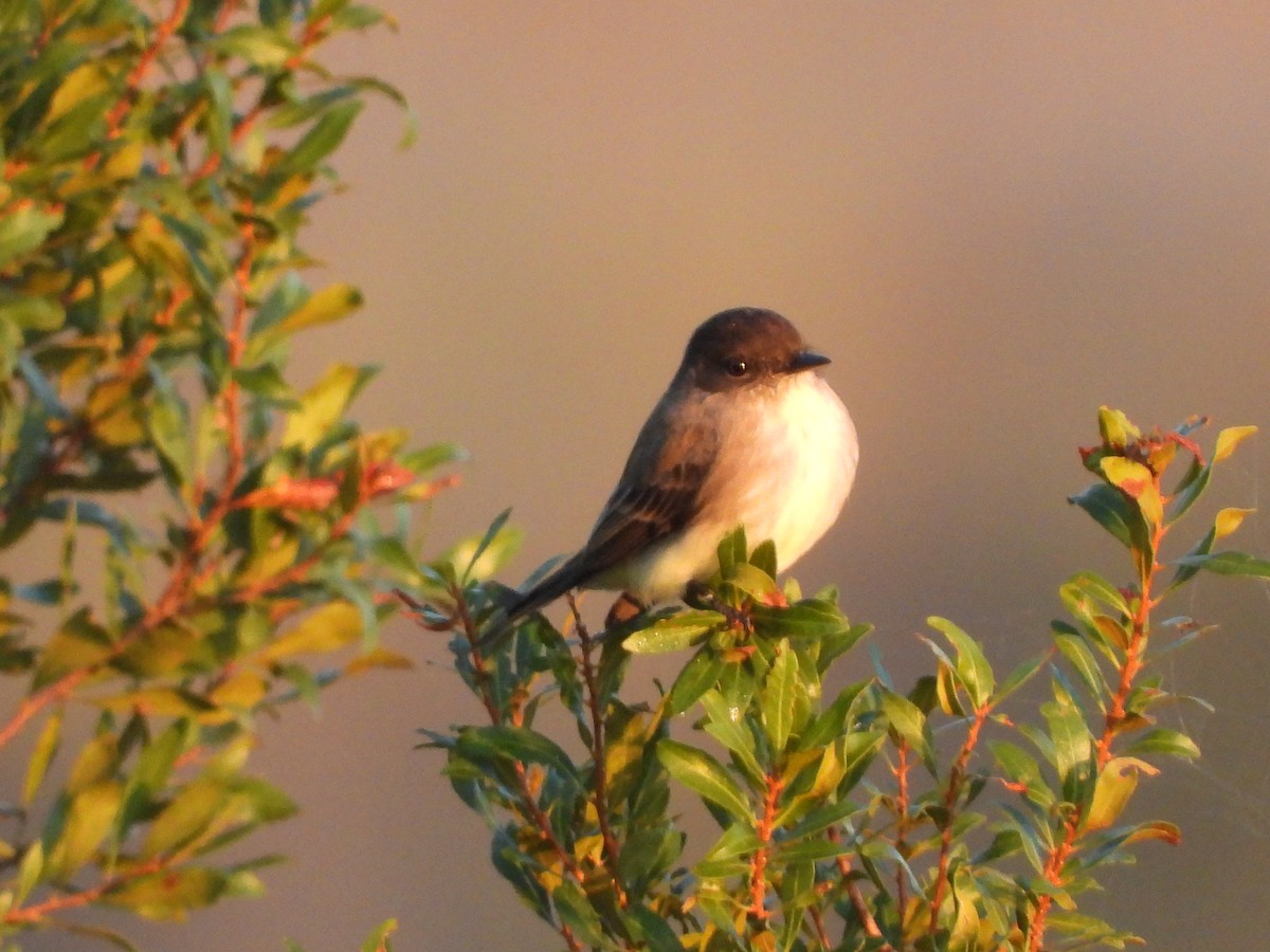 Eastern Phoebe - ML646810324