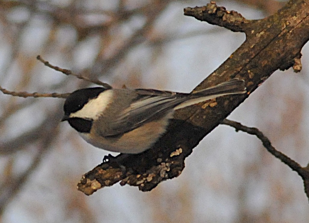 Черношапочная гаичка - ML646810328