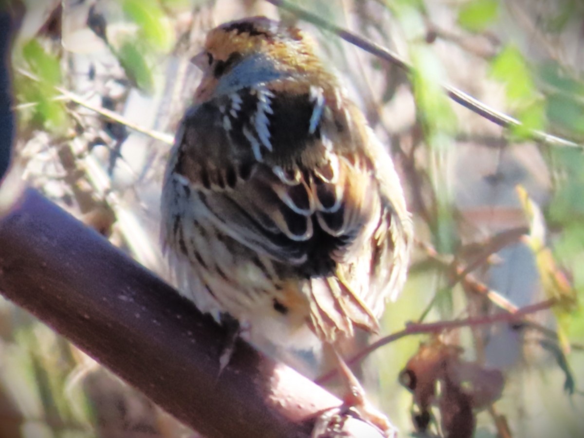 nålstjertspurv - ML646810330