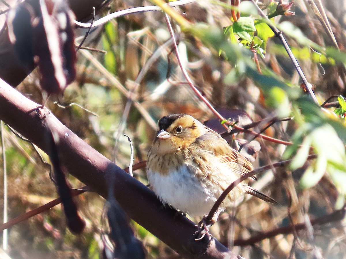 nålstjertspurv - ML646810331