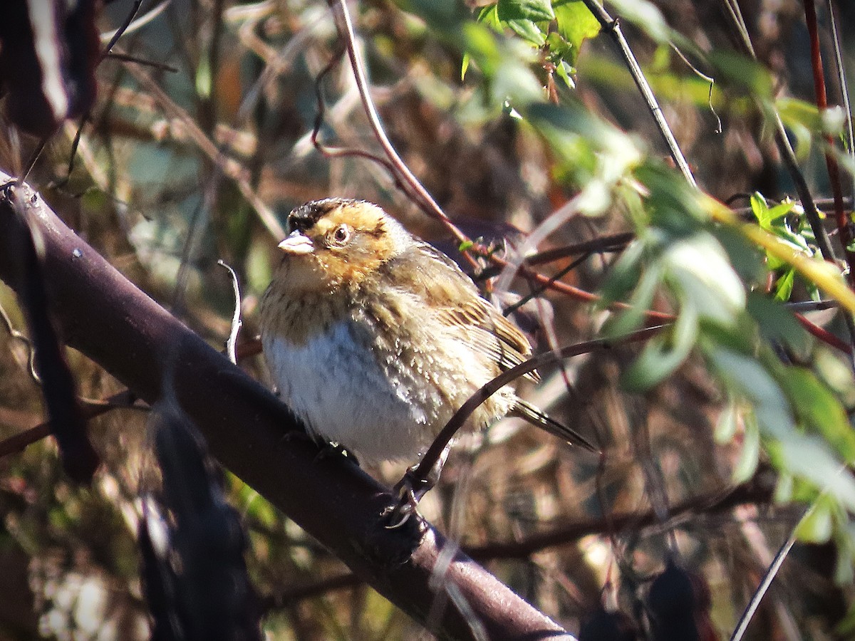 nålstjertspurv - ML646810332