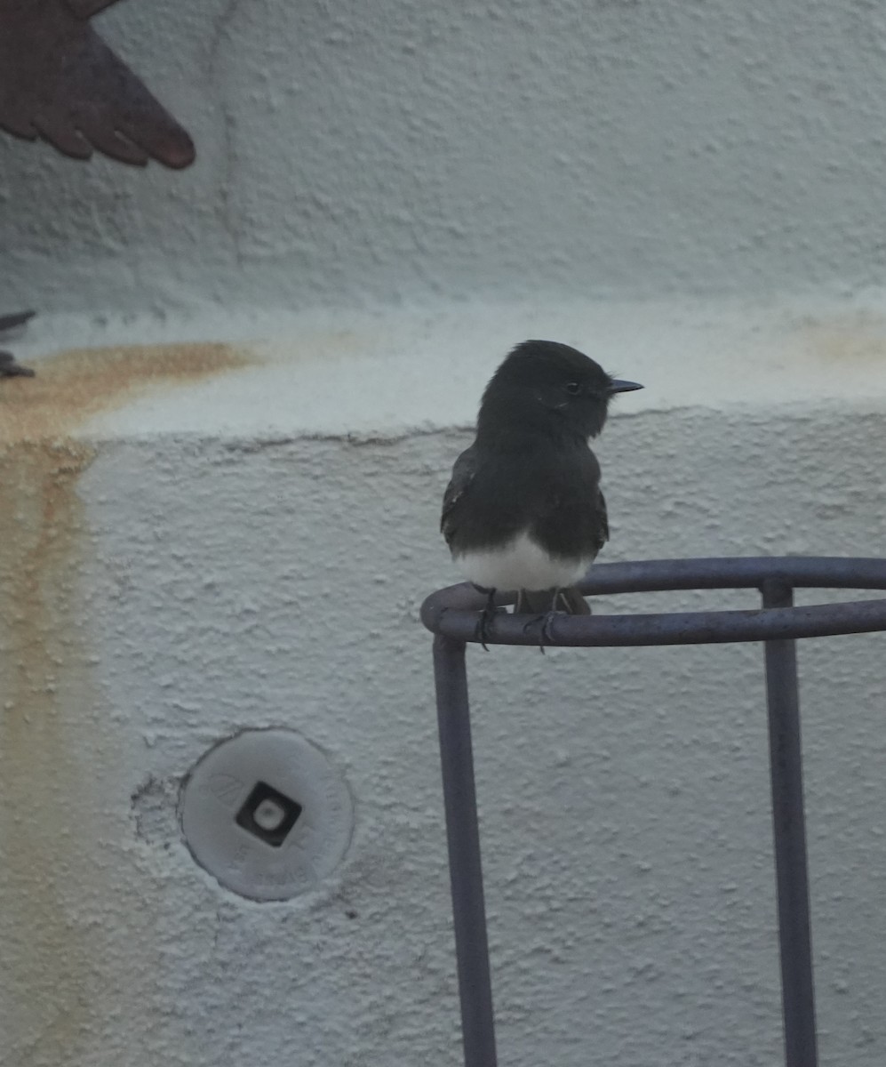 Black Phoebe - ML646810336