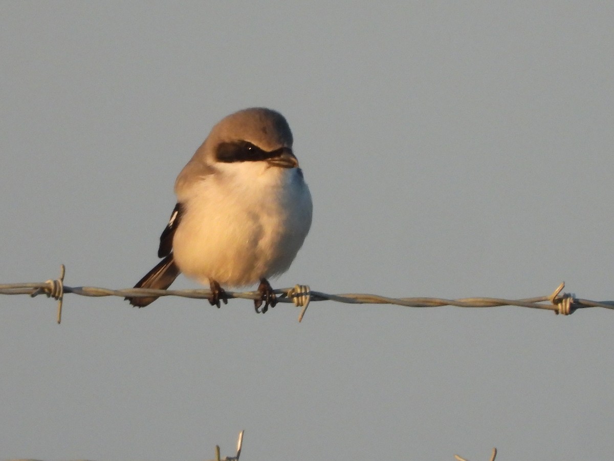Loggerhead Shrike - ML646810338