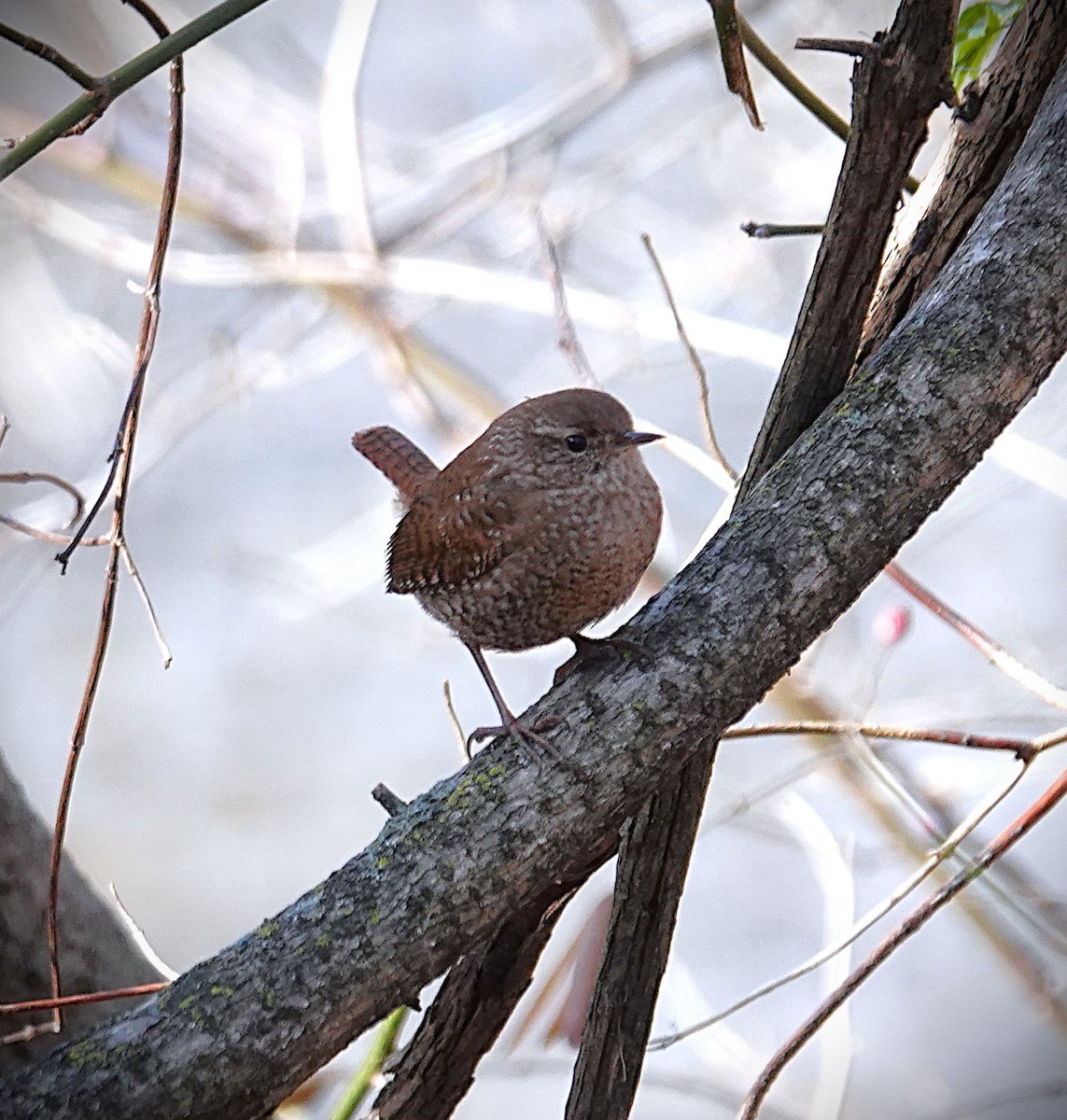 střízlík kanadský - ML646810339