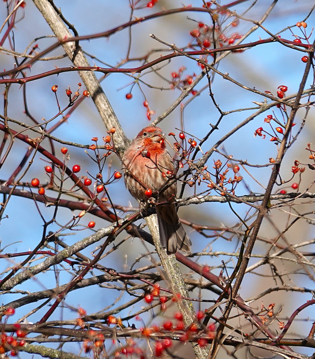 hýl rudoprsý - ML646810342