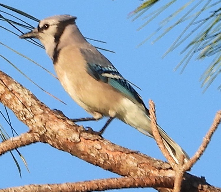 sojka chocholatá - ML646810349