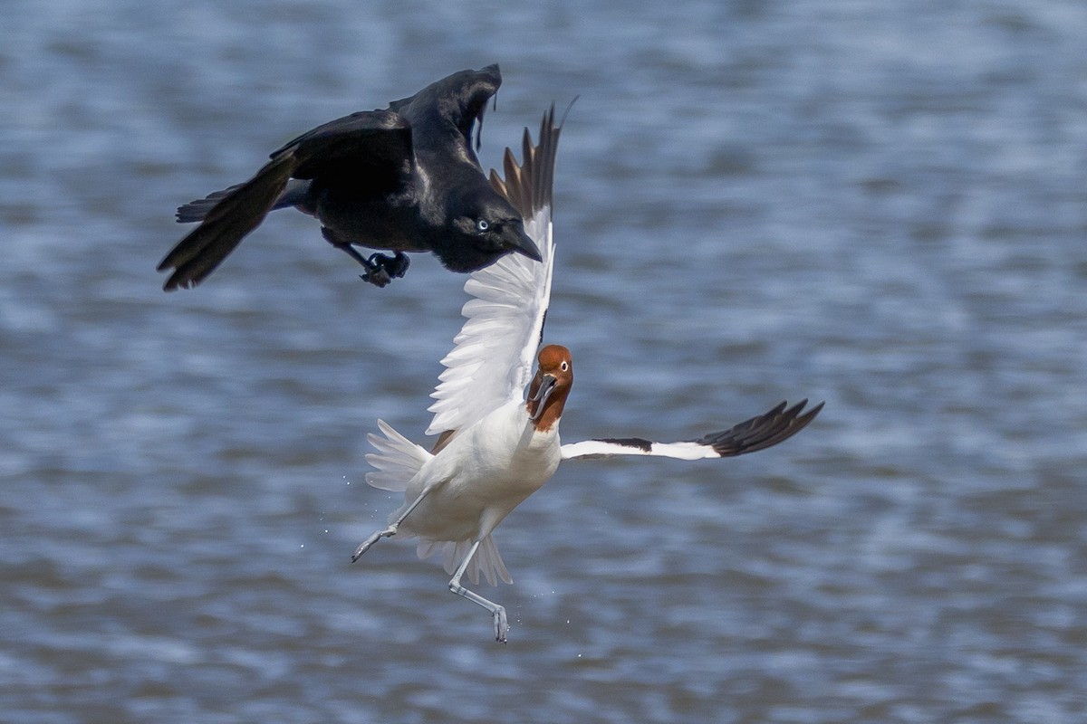 Abozeta burugorria - ML646810351