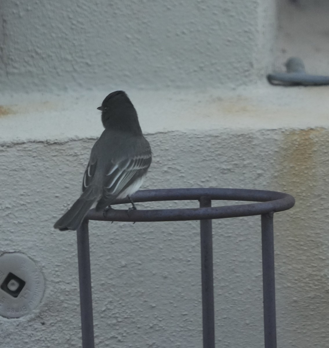 Black Phoebe - ML646810354