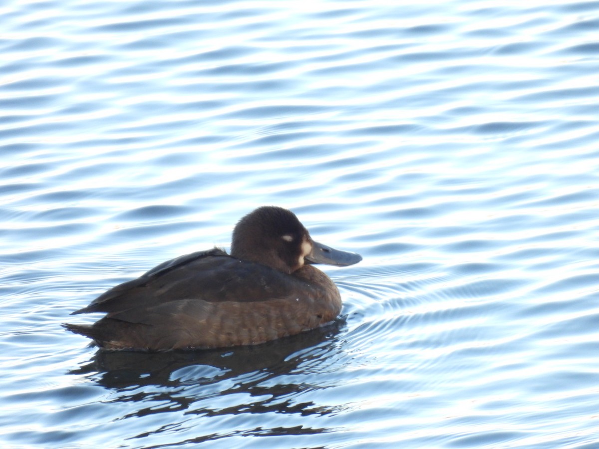 Murgilari txikia - ML646810355