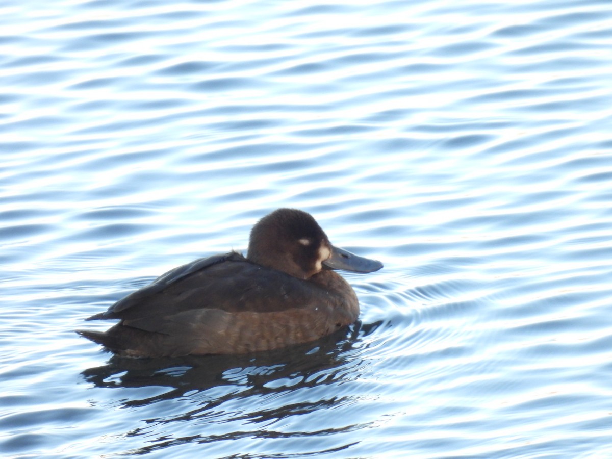 Murgilari txikia - ML646810356