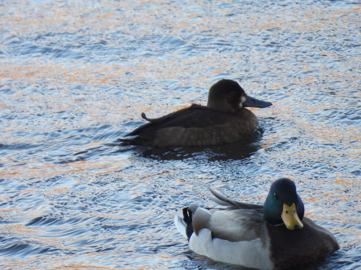 Murgilari txikia - ML646810357