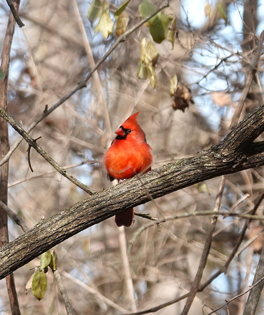 Northern Cardinal - ML646810360