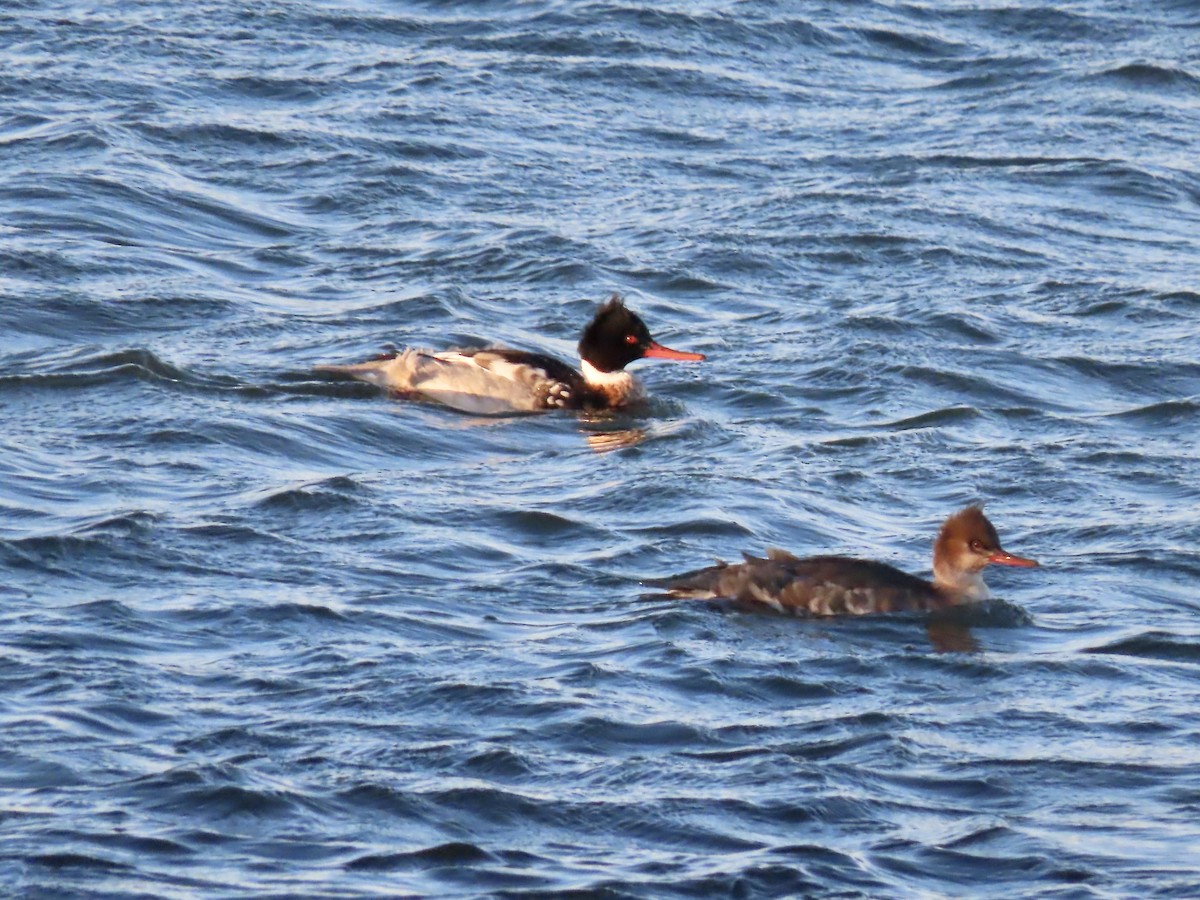 Red-breasted Merganser - ML646810361