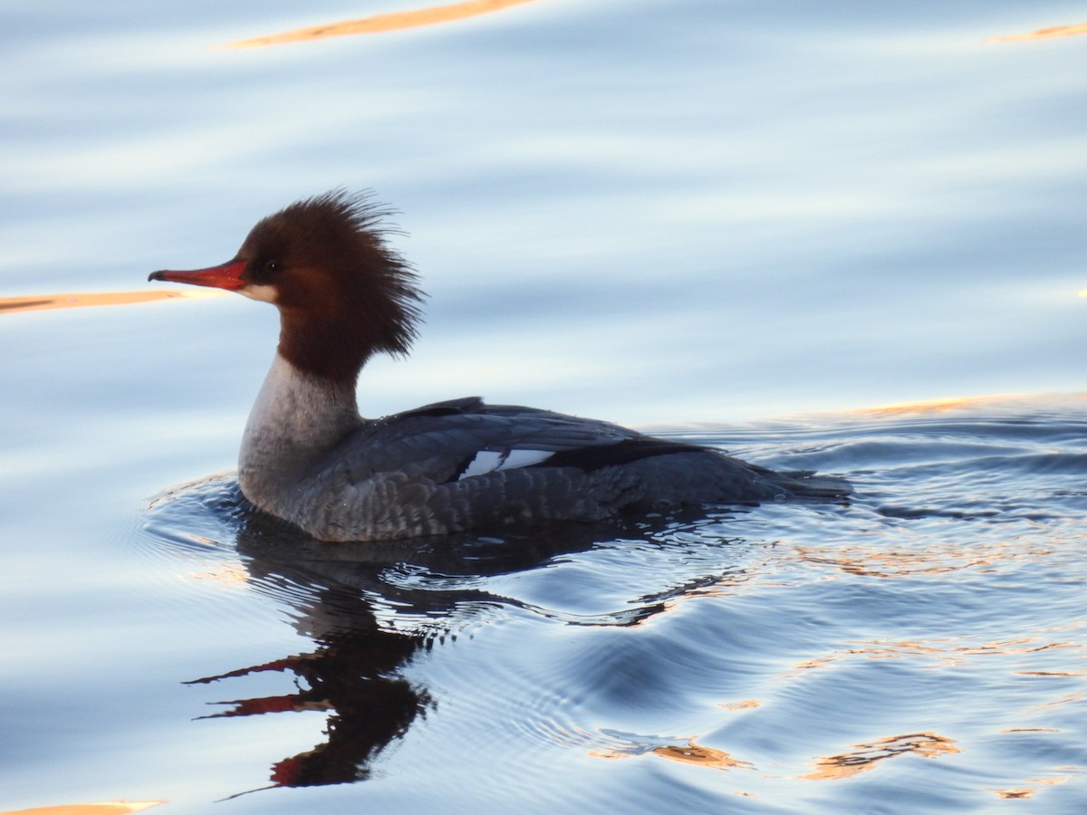 Zerra handia - ML646810362