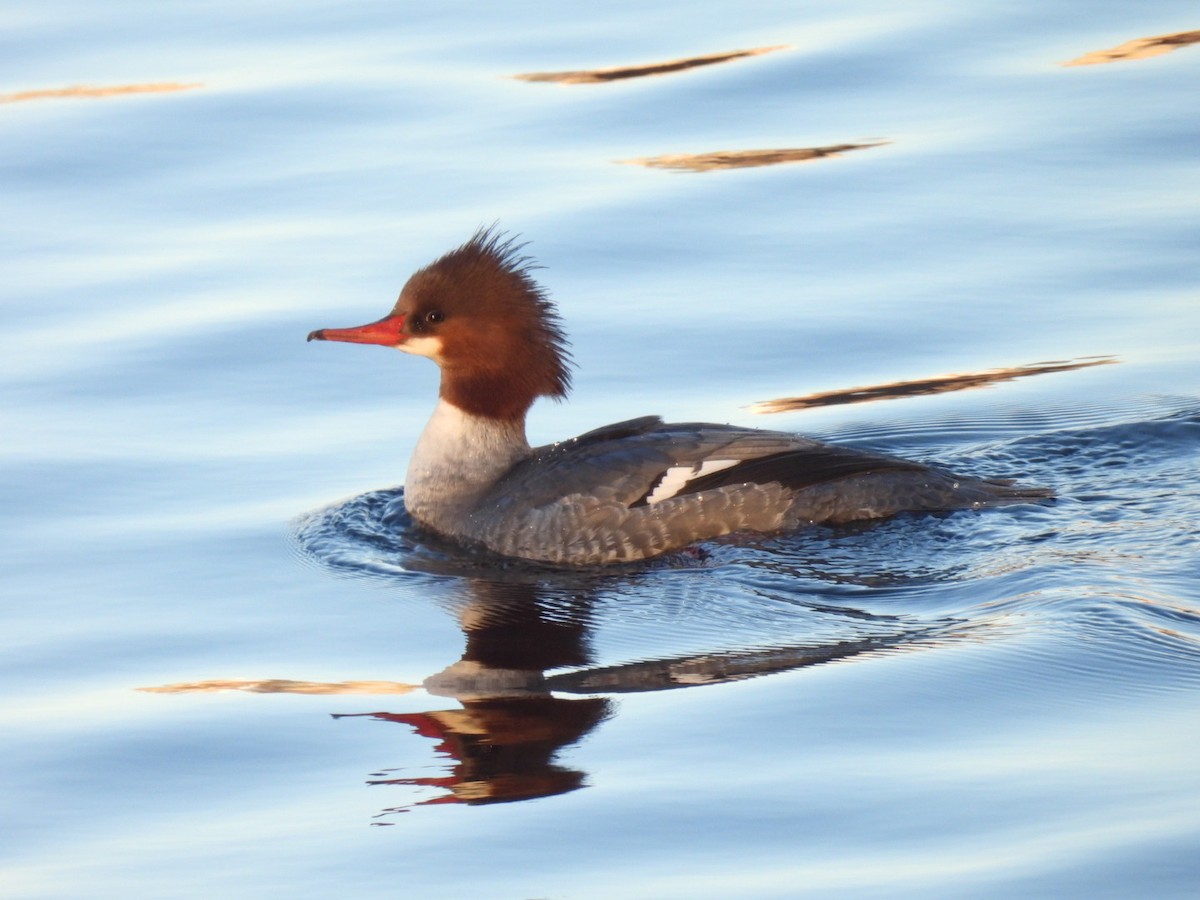 Zerra handia - ML646810363