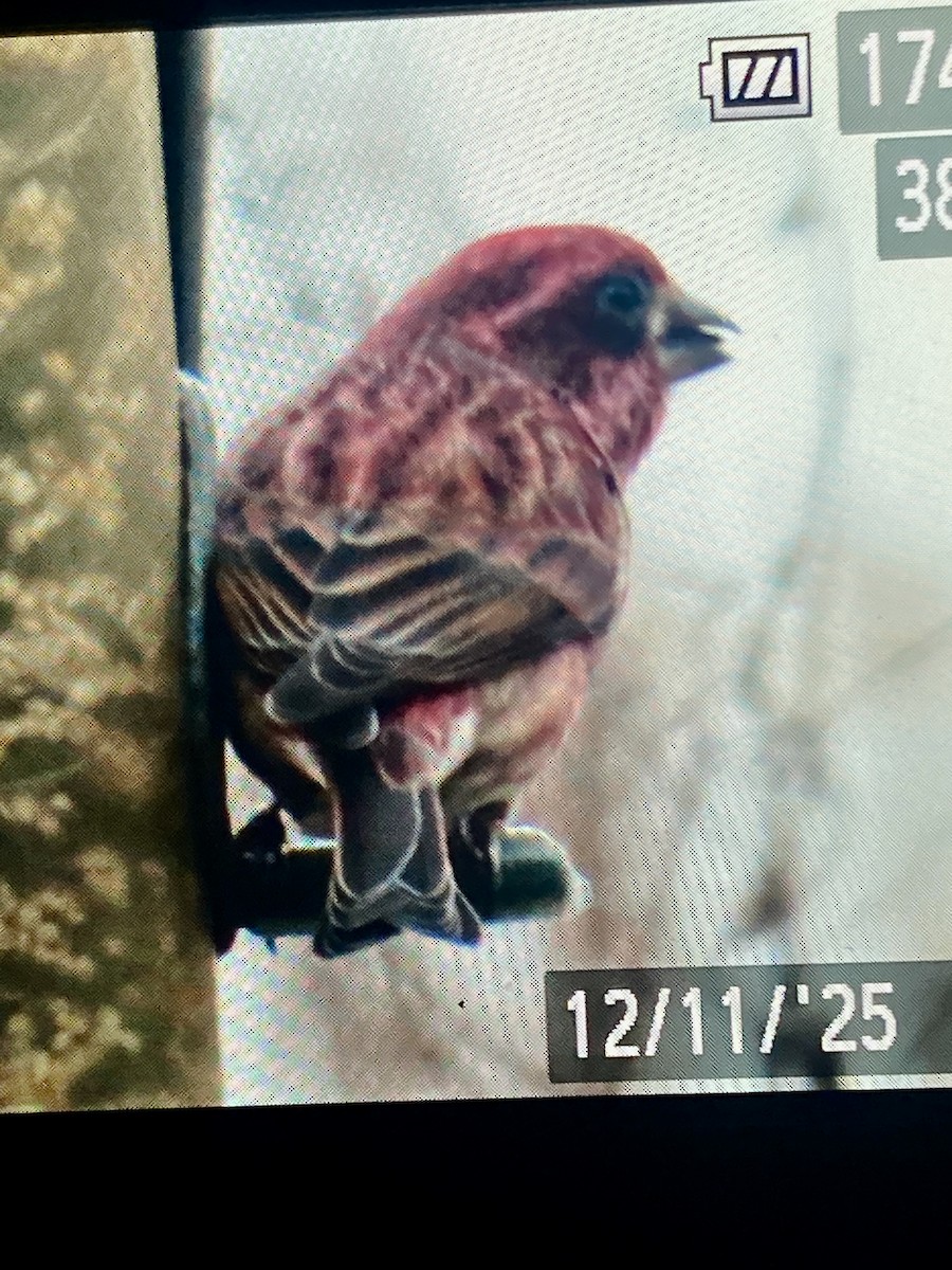 Purple Finch - ML646810365