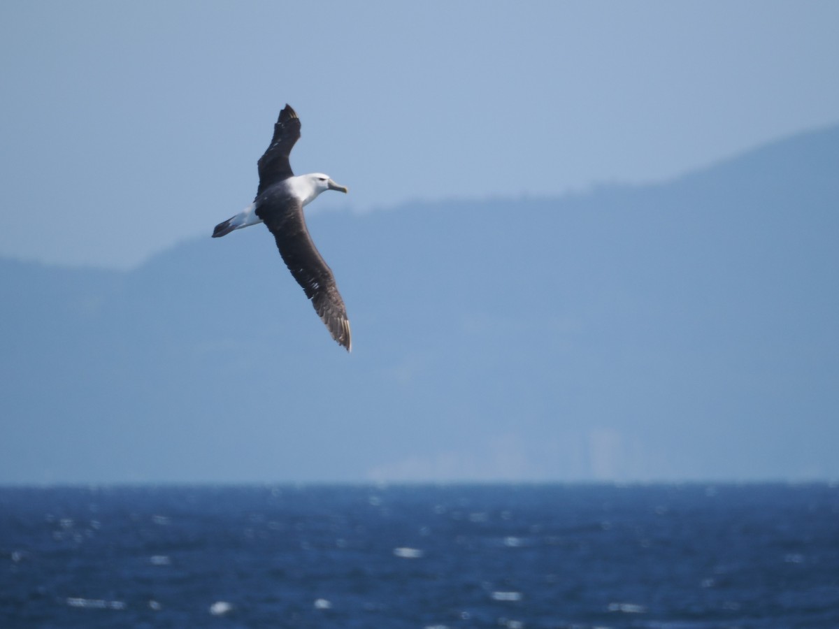 White-capped Albatross - ML646810366