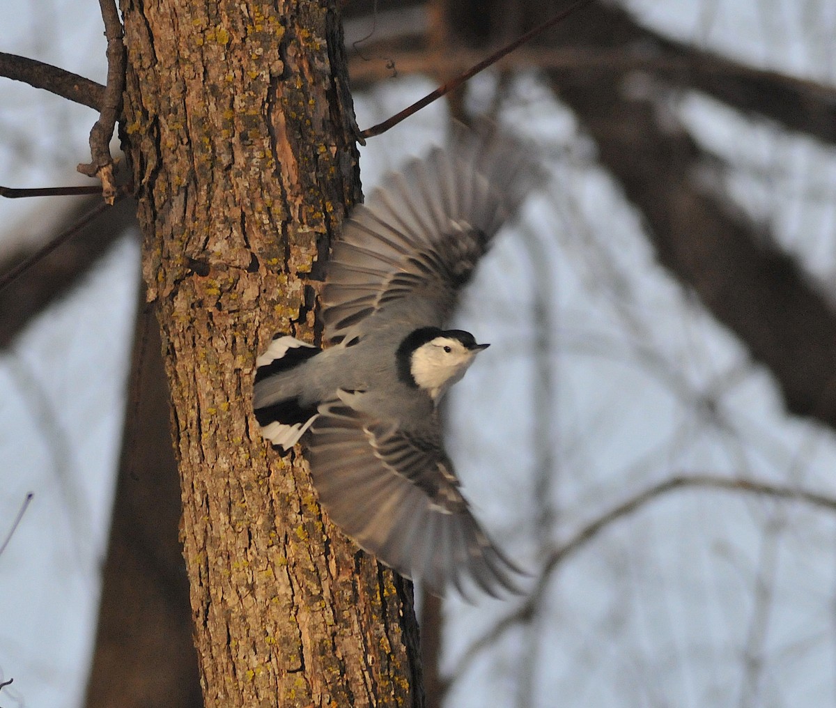 Каролинский поползень - ML646810367