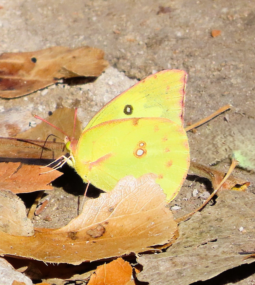 Southern Dogface - ML646810368