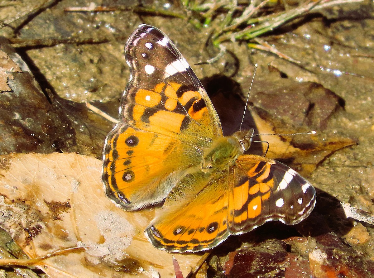 American Lady - ML646810369