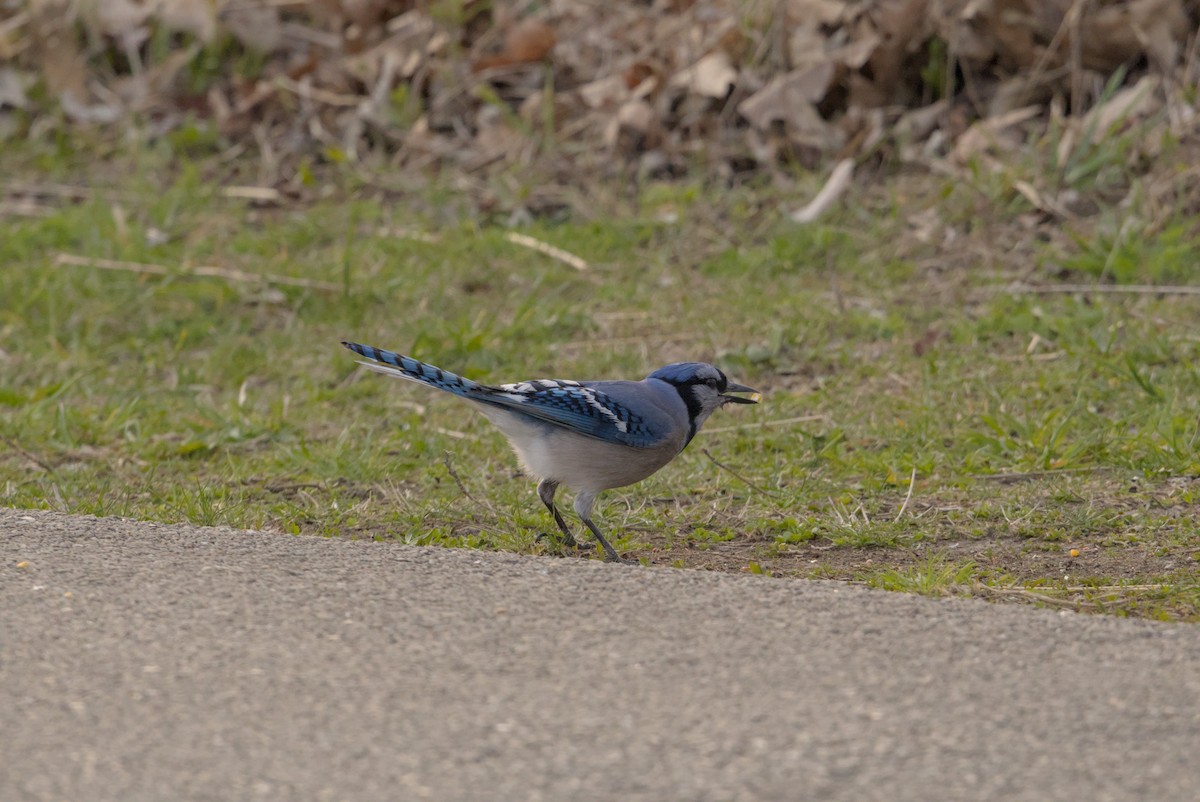 sojka chocholatá - ML646810373