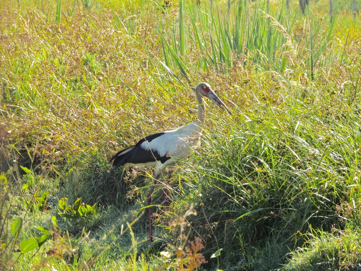 Cigüeña Maguari - ML646810374