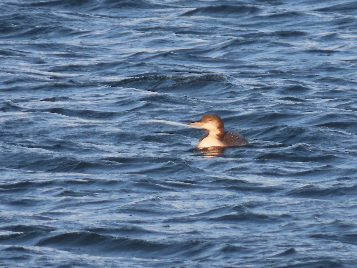 Common Loon - ML646810375