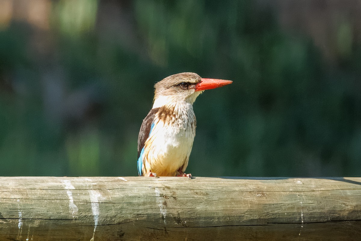 Brown-hooded Kingfisher - ML646810376