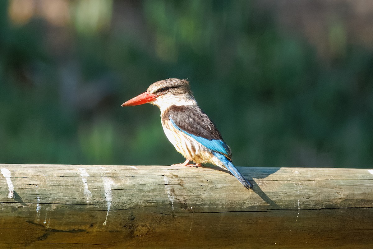 Brown-hooded Kingfisher - ML646810377