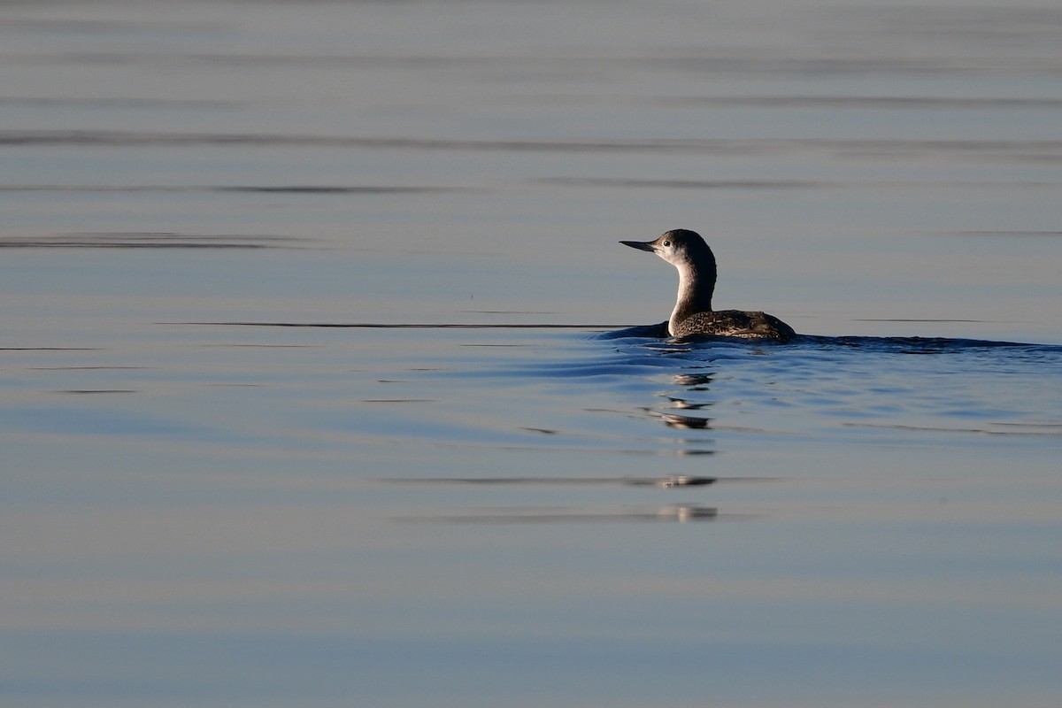 smålom - ML646810378