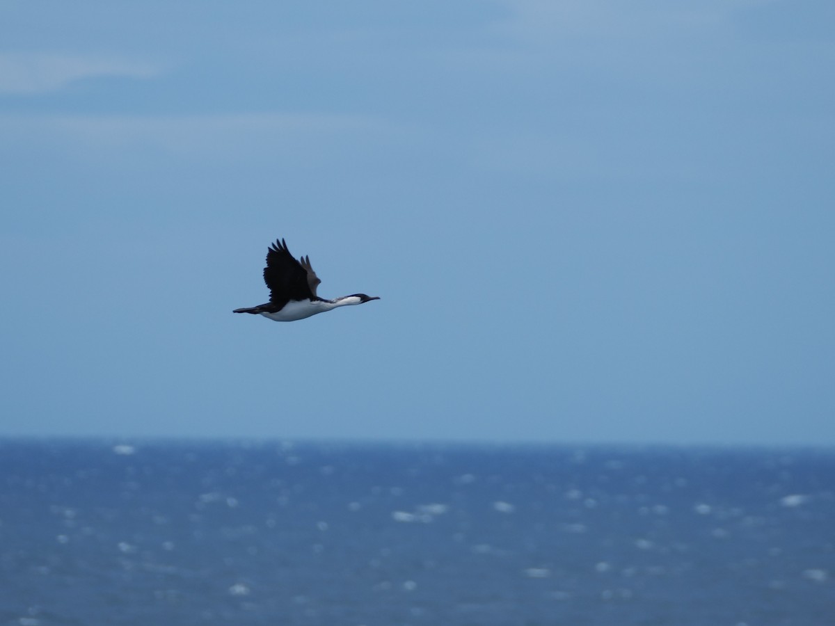 Black-faced Cormorant - ML646810380