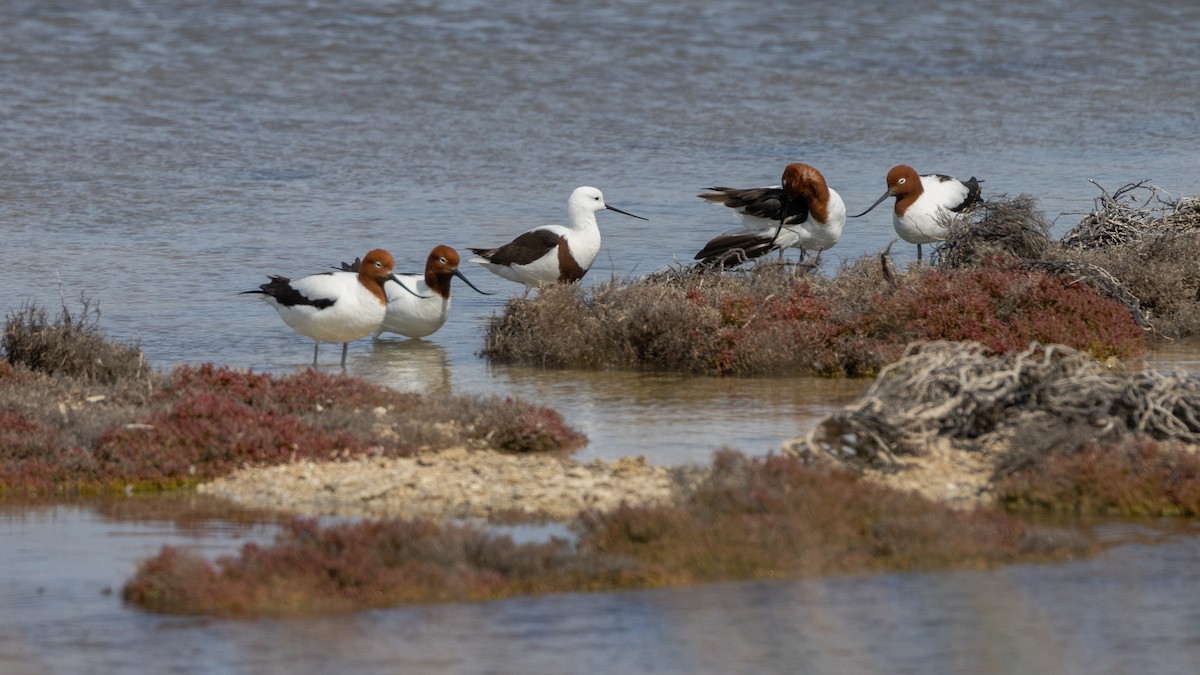 Abozeta burugorria - ML646810381